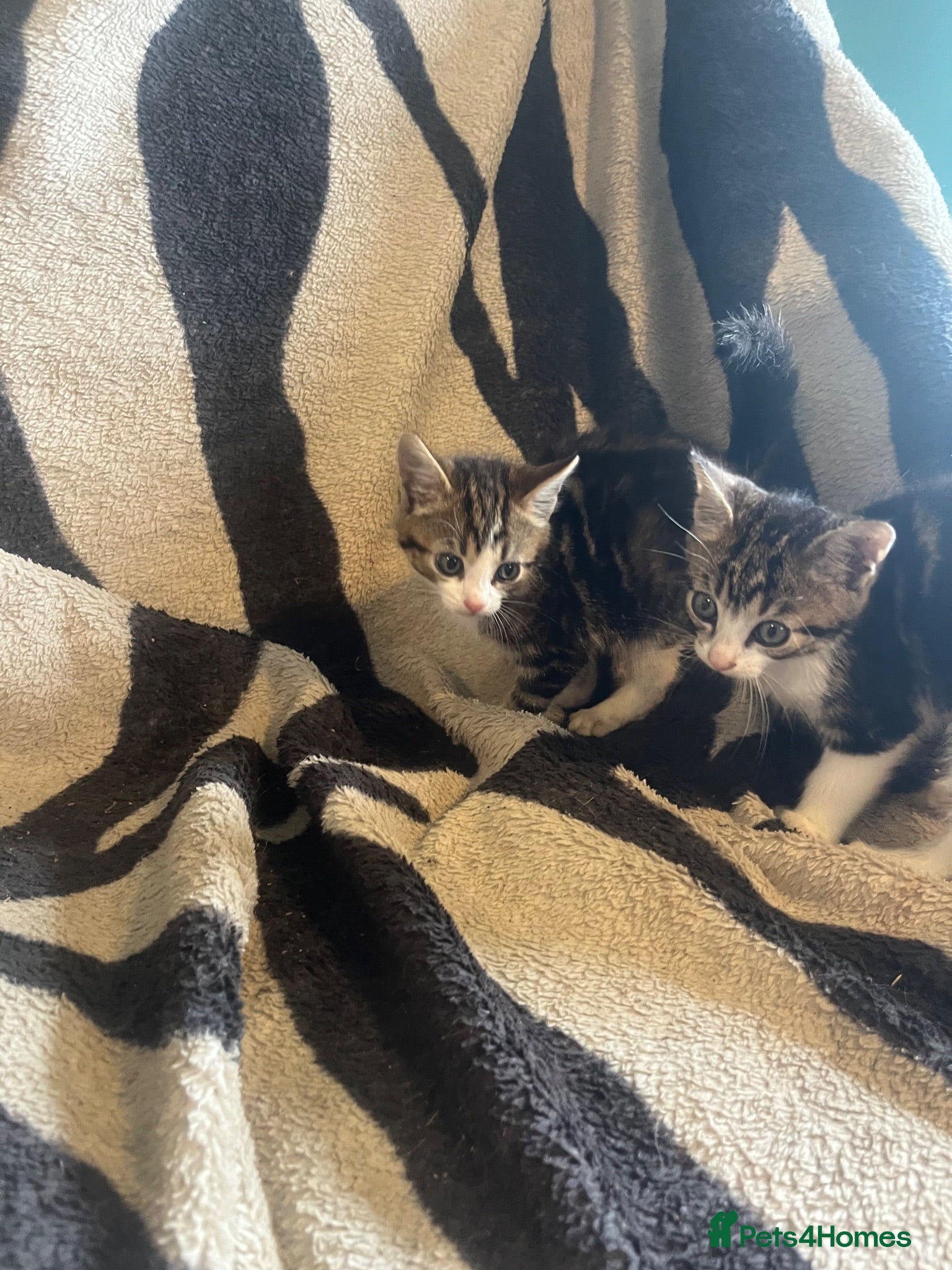 Mixed Breed cats 5 Beautiful kittens available  - Advert 2