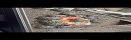Hermann Tortoise reptiles for sale: Baby hermann tortoises  - Advert 5