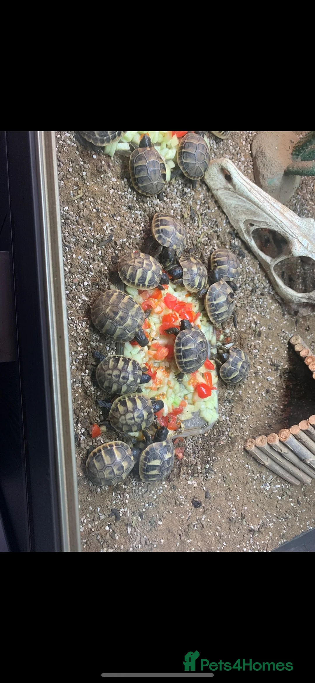 Hermann Tortoise reptiles for sale: Baby hermann tortoises  - Advert 5