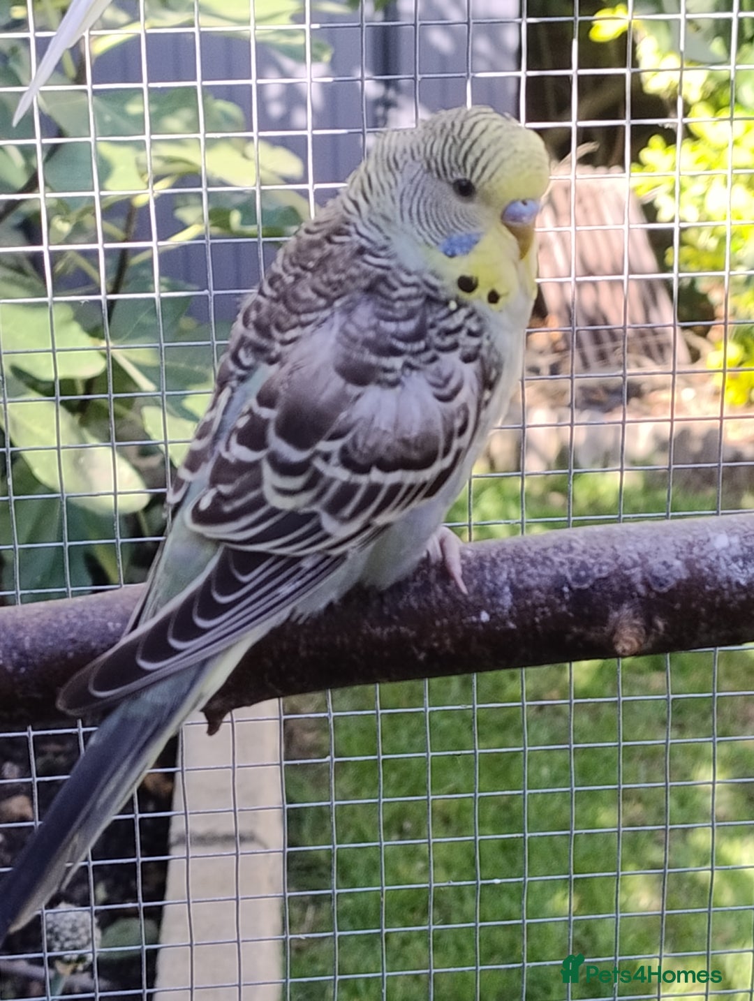 Budgerigars birds for sale: Young budgies, easily tamed - Image 10