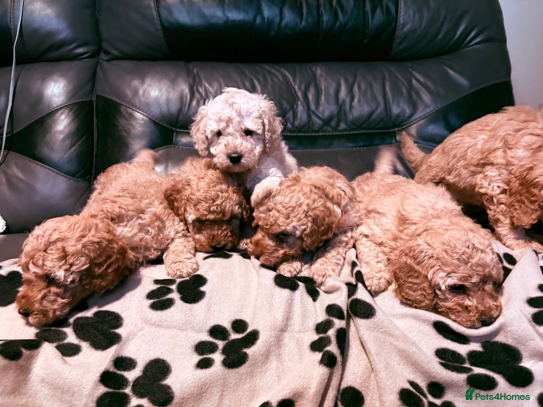 Miniature Poodle dogs for sale: Miniature poodles - Image 8