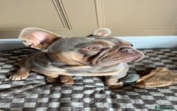 French Bulldog dogs for sale: Frank, Isabella & tan French bulldog  - Image 3