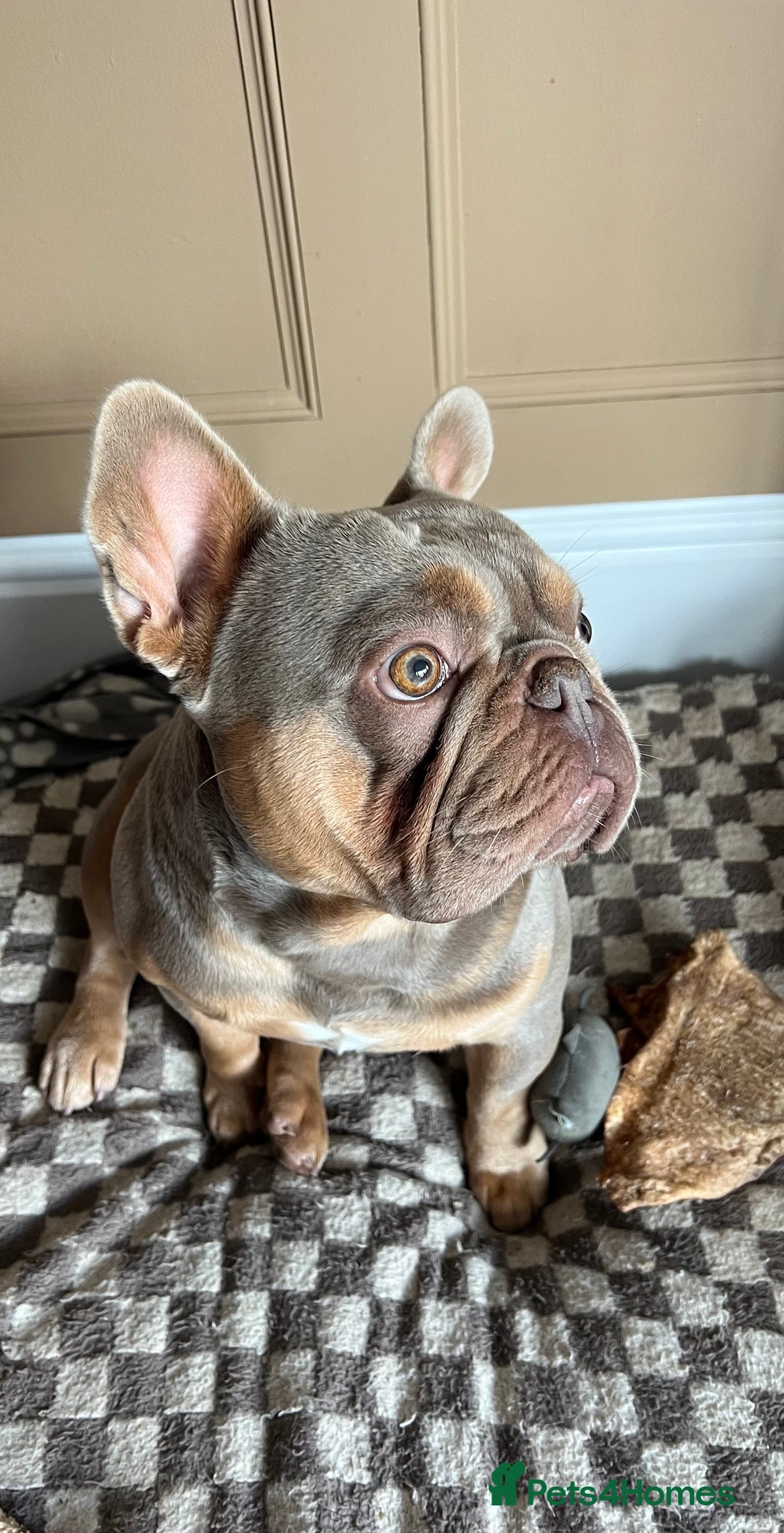 French Bulldog dogs for sale: Frank, Isabella & tan French bulldog  - Image 3