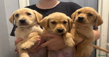 Labrador Retriever dogs - Advert 7