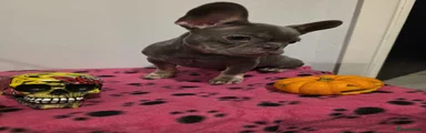 French Bulldog 2 GIRL