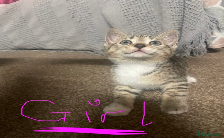 Domestic Shorthair cats - Advert 1