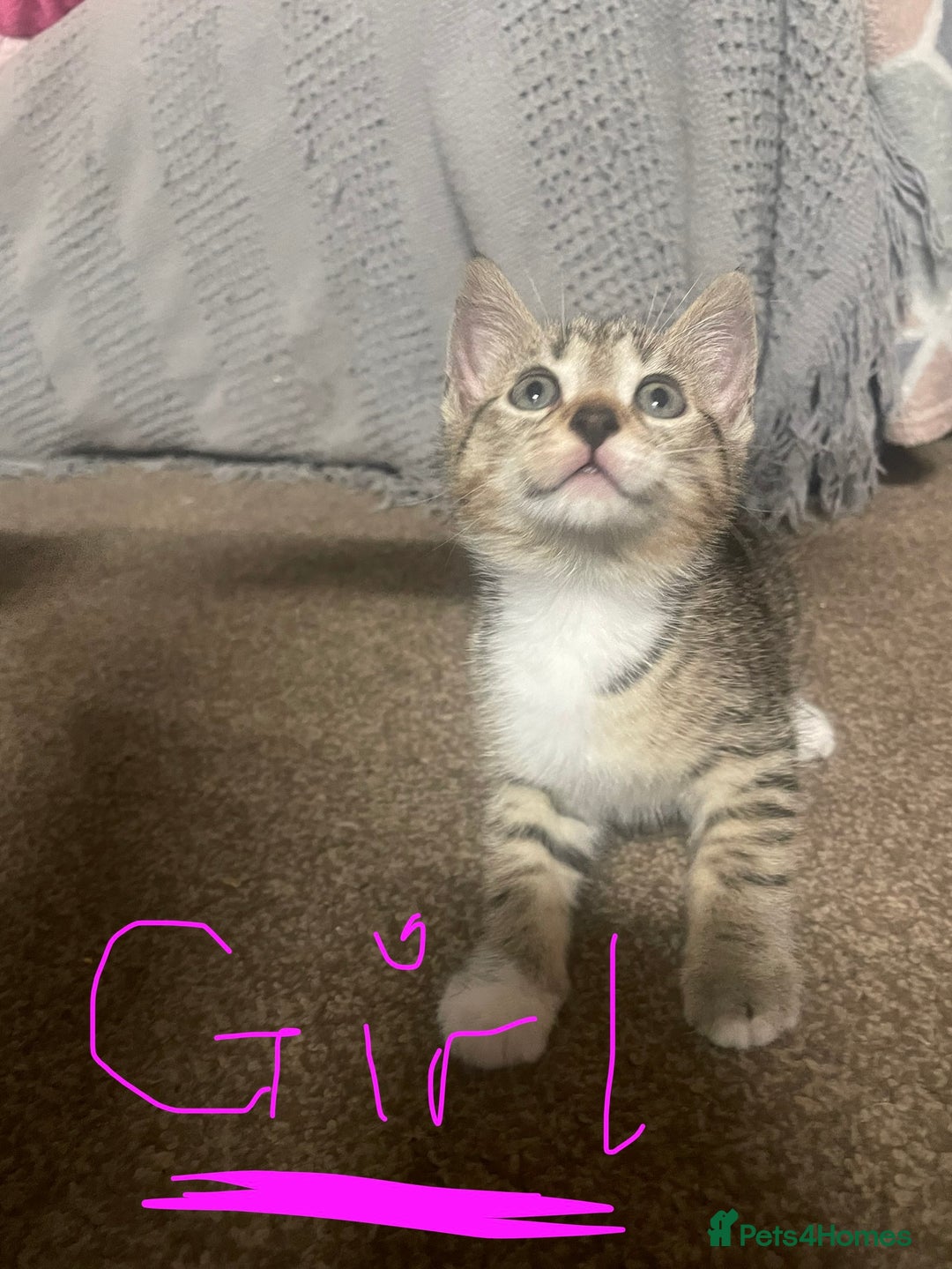 Domestic Shorthair cats for sale: ** READY 12th NOV 3 kittens 2 girls 1 boy ** - Image 1