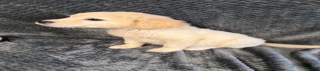 Golden Retriever Puppy 2