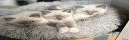 Ragdoll cats for sale: Ragdoll kittens2boy 1 girl £325 - Advert 3
