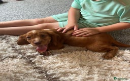 Cocker Spaniel dogs for sale: Worker cocker spaniel  - Image 4