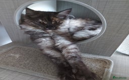 Maine Coon cats for sale: Maine coon - Image 1