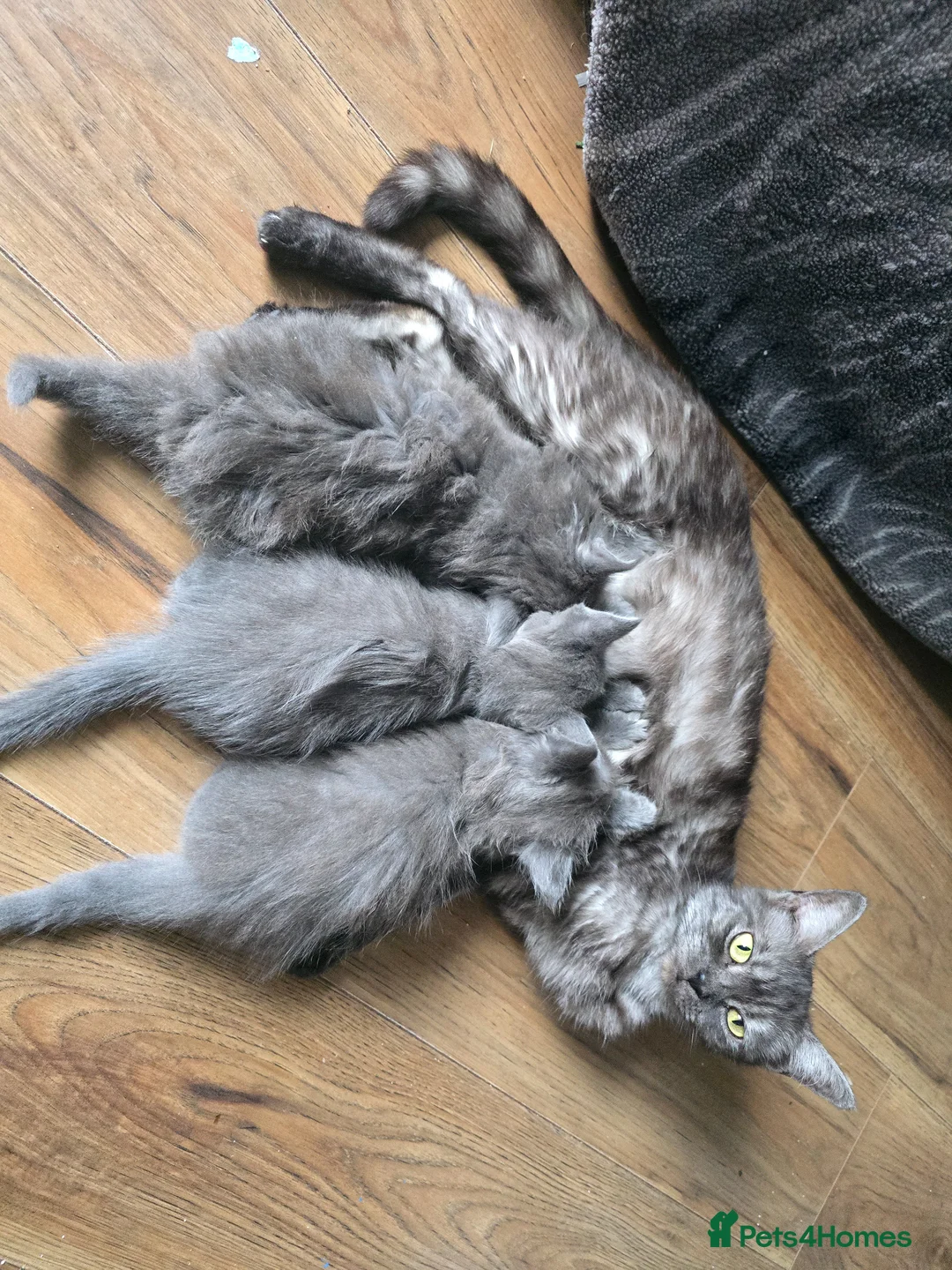 Persian cats for sale: 3 beautiful kittens ready now  - Advert 2