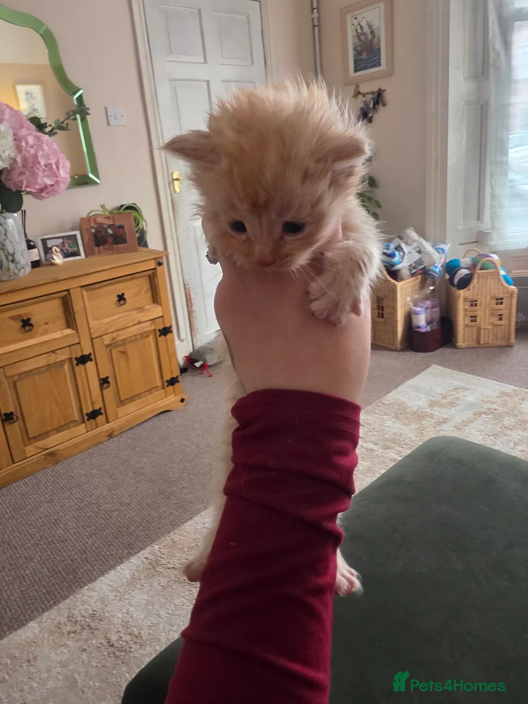 Maine Coon cats for sale: Maine Coon Kittens - Advert 6