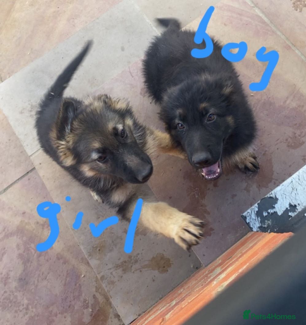 German Shepherd dogs German Shepherd Puppies  - Advert 4