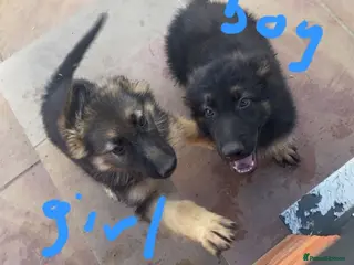 German Shepherd dogs German Shepherd Puppies - Advert 4