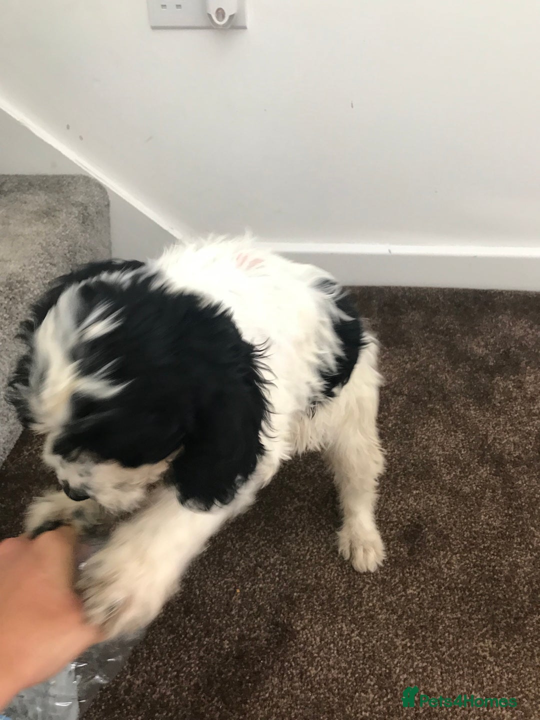 Sproodle dogs for sale: Sproodle - Image 7