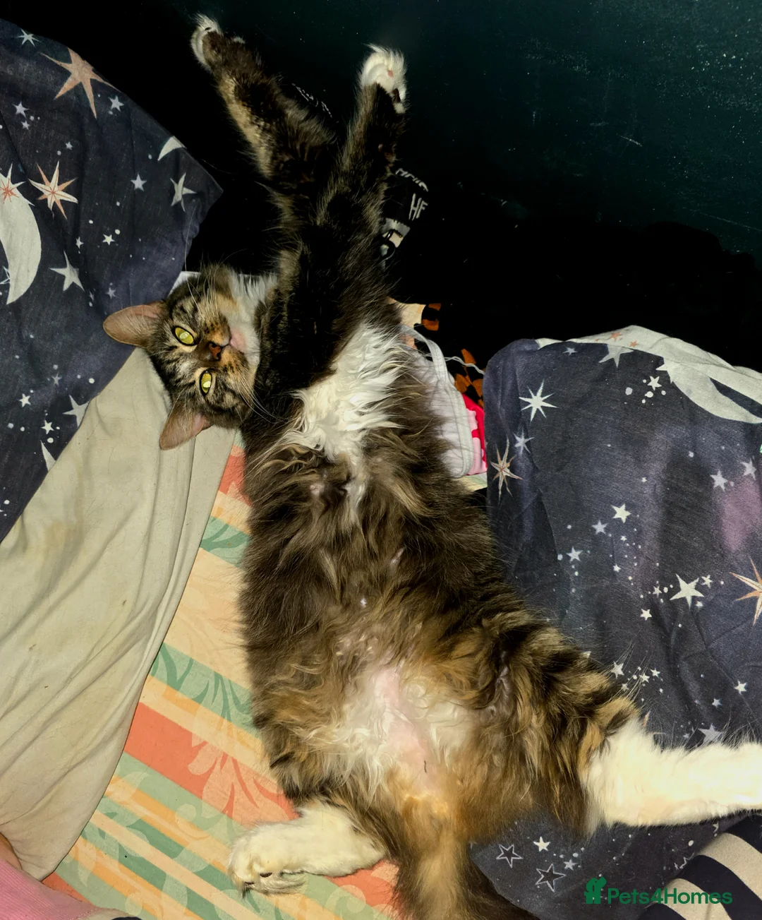 Mixed Breed cats for sale: 8 month old female longhair kitten in Lewes - Advert 2