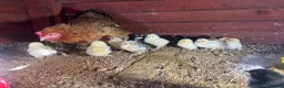 Chickens poultry for sale: Bantam mum with 15 Pekin bantam chicks for sale - Advert 5
