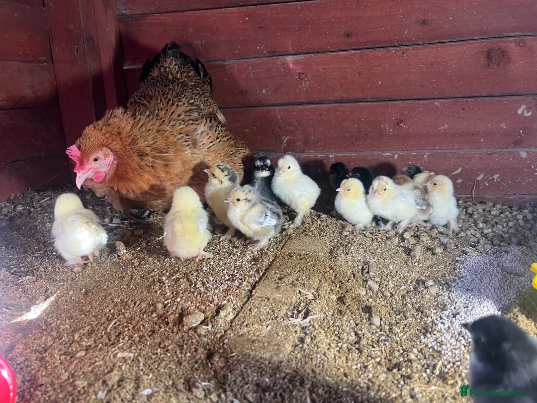 Chickens poultry for sale: Bantam mum with 15 Pekin bantam chicks for sale - Advert 5