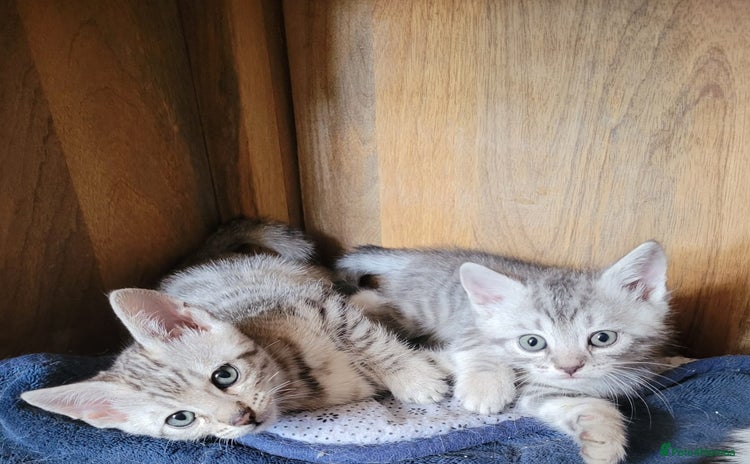 Bengal cats - Advert 1