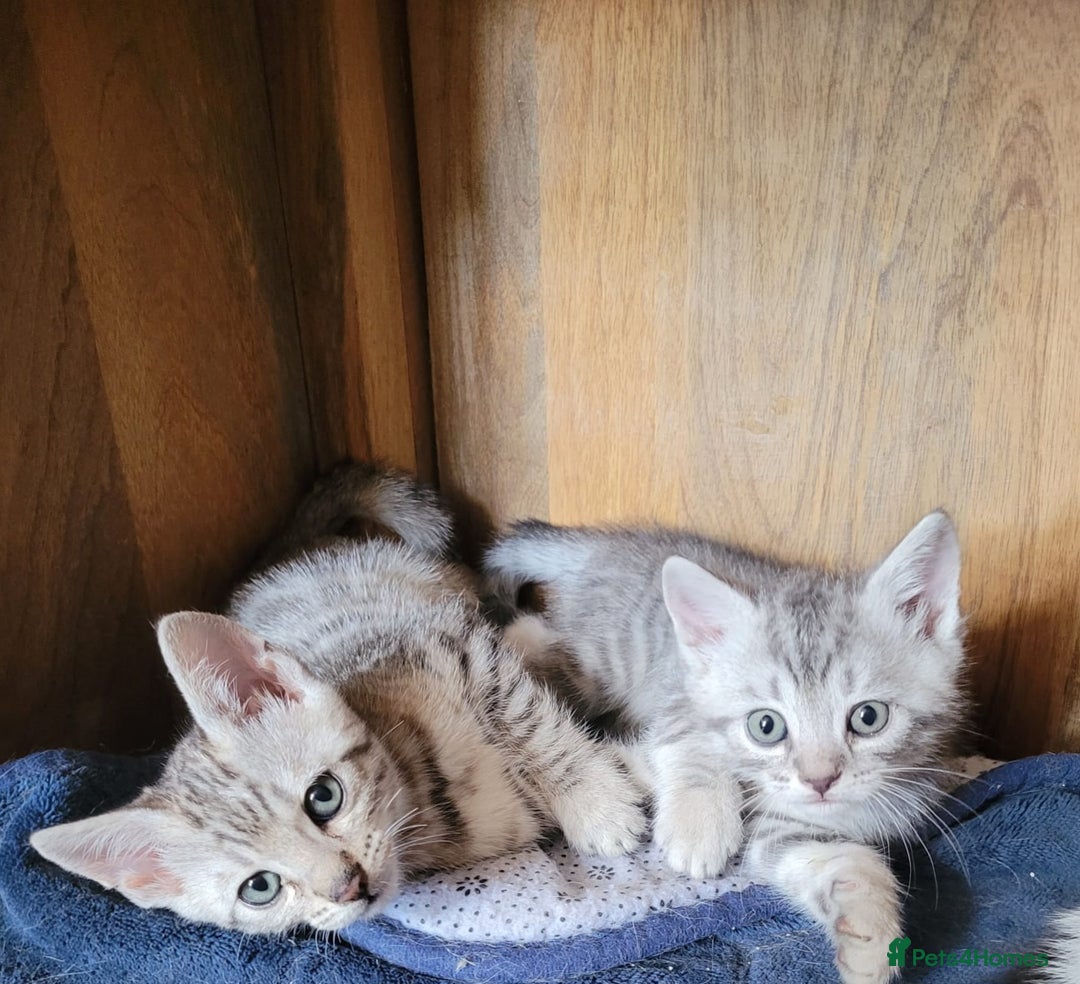 Bengal cats for sale: Bengal x ragdoll kittens - Image 1