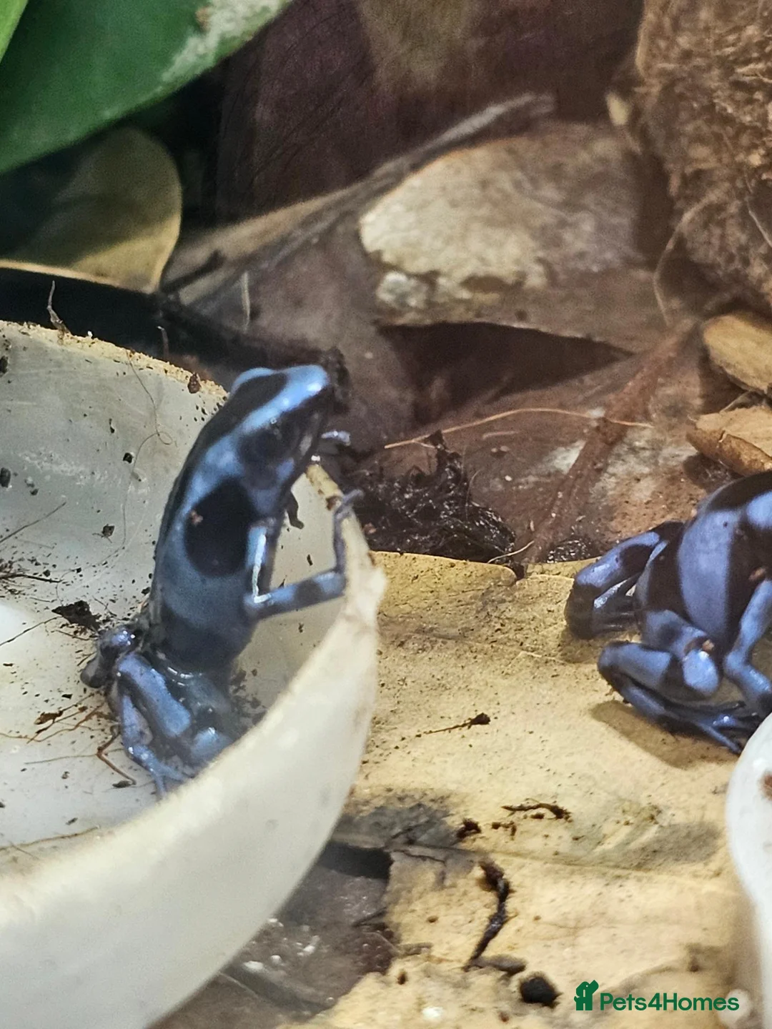Frog reptiles for sale: Blue/black auratus x9 - Advert 12