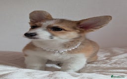 Welsh Corgi Pembroke dogs for sale: Champion line corgi puppies health tested parents  - Image 4