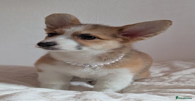 Welsh Corgi Pembroke dogs - Advert 2