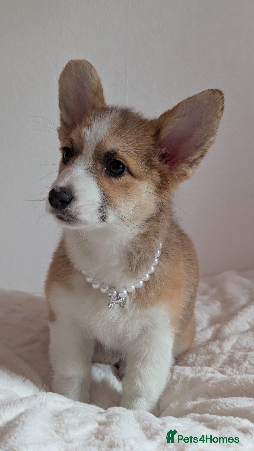Welsh Corgi Pembroke dogs for sale: Champion line corgi puppies health tested parents  - Image 4