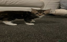 Maine Coon cats for sale: Maincoon x tabby cat  - Image 8