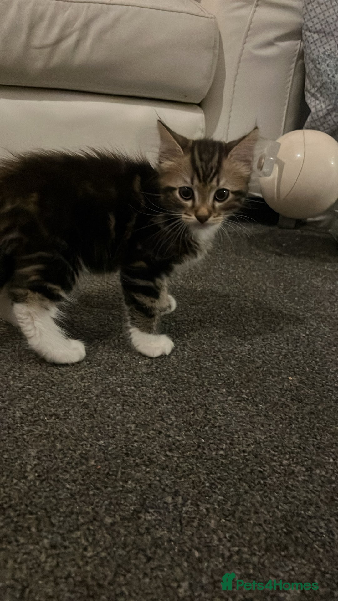 Maine Coon cats for sale: Maincoon x tabby cat  - Image 8