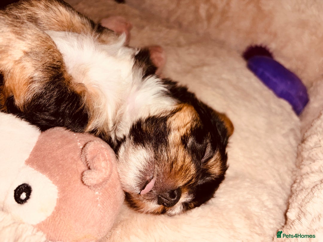 Mixed Breed dogs for sale: Shorkie cross pups for sale! in Alfreton - Image 3