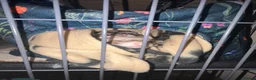 Ferret rodents for sale: 2 bonded female ferrets. - Advert 7