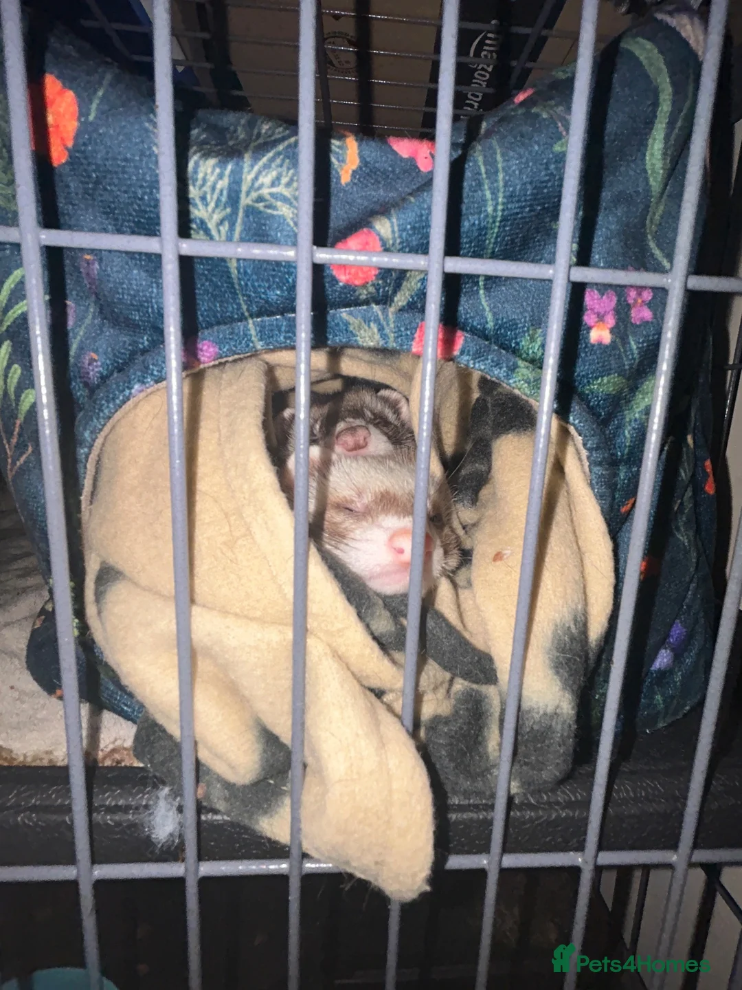 Ferret rodents for sale: 2 bonded female ferrets. - Advert 7