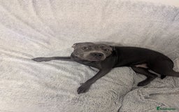 Staffordshire Bull Terrier dogs for sale: Blue female staff for sale  - Image 39