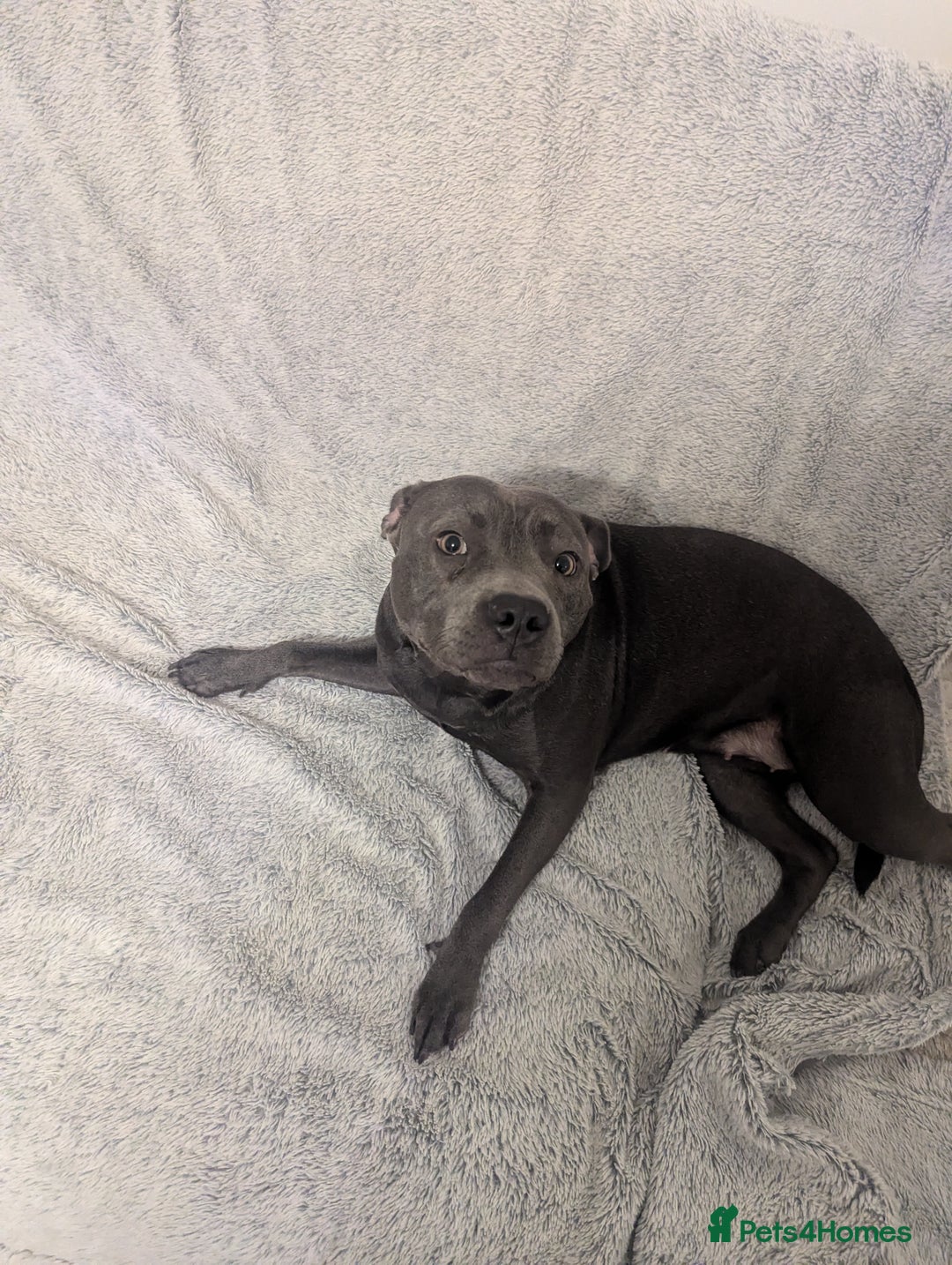 Staffordshire Bull Terrier dogs for sale: Blue female staff for sale  - Image 39