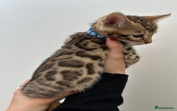 Bengal cats for sale: GORGEOUS PURE BENGAL KITTENS READY TO GO ❤️ - Image 22