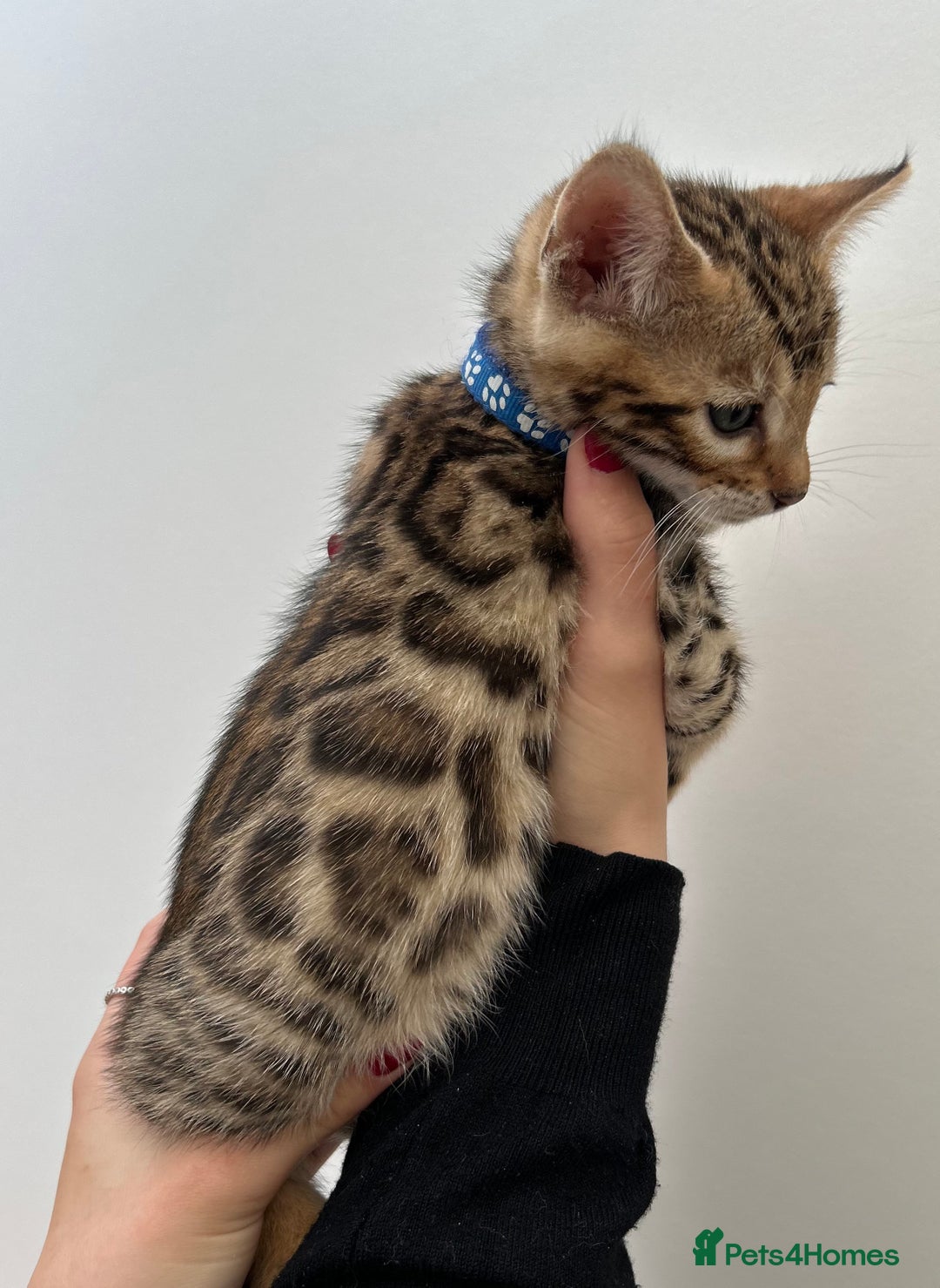 Bengal cats for sale: GORGEOUS PURE BENGAL KITTENS READY TO GO ❤️ - Image 22