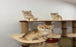 British Shorthair cats for sale: British Shorthair Golden kittens    - Image 22