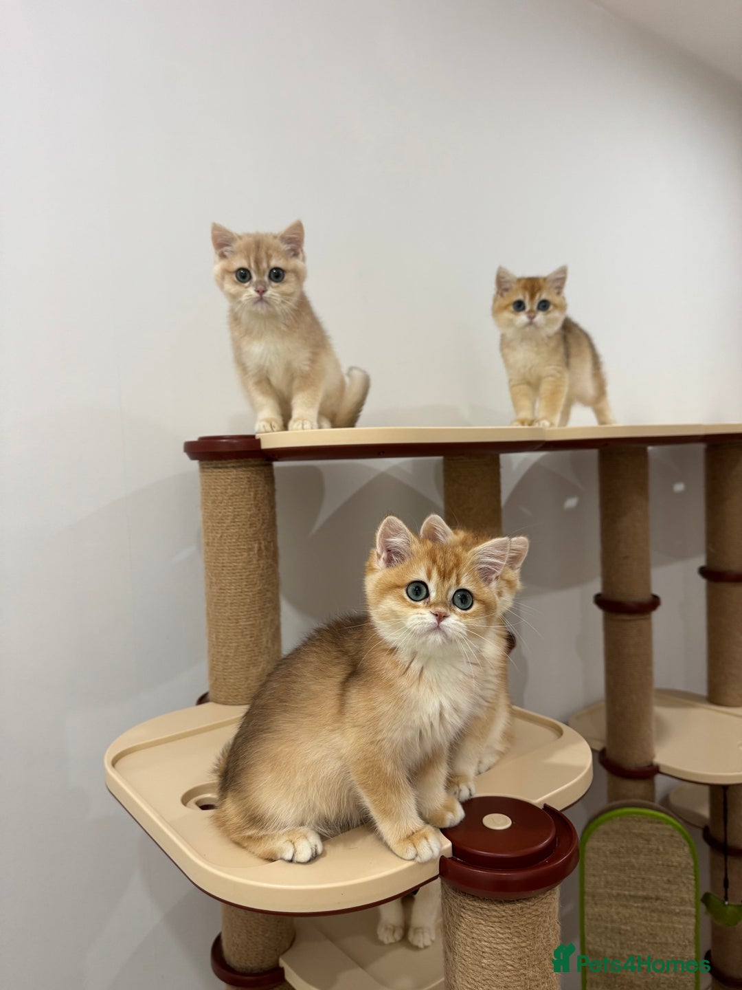 British Shorthair cats for sale: British Shorthair Golden kittens    - Image 22