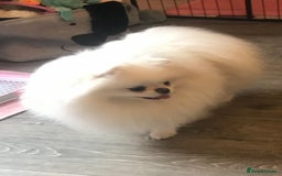 Pomeranian dogs for sale: Stunning Kc-reg boys 🌟🌟🌟🌟🌟 - Image 12
