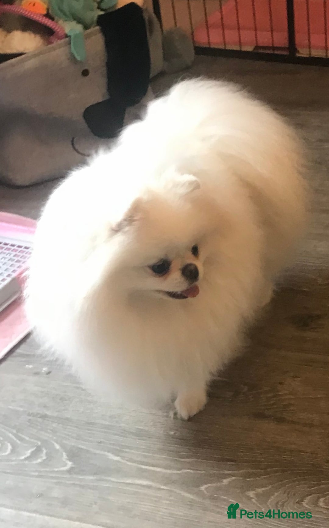 Pomeranian dogs for sale: Stunning Kc-reg boys 🌟🌟🌟🌟🌟 - Image 12