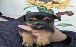Mixed Breed dogs for sale: Black and Tan Puppies - Image 11
