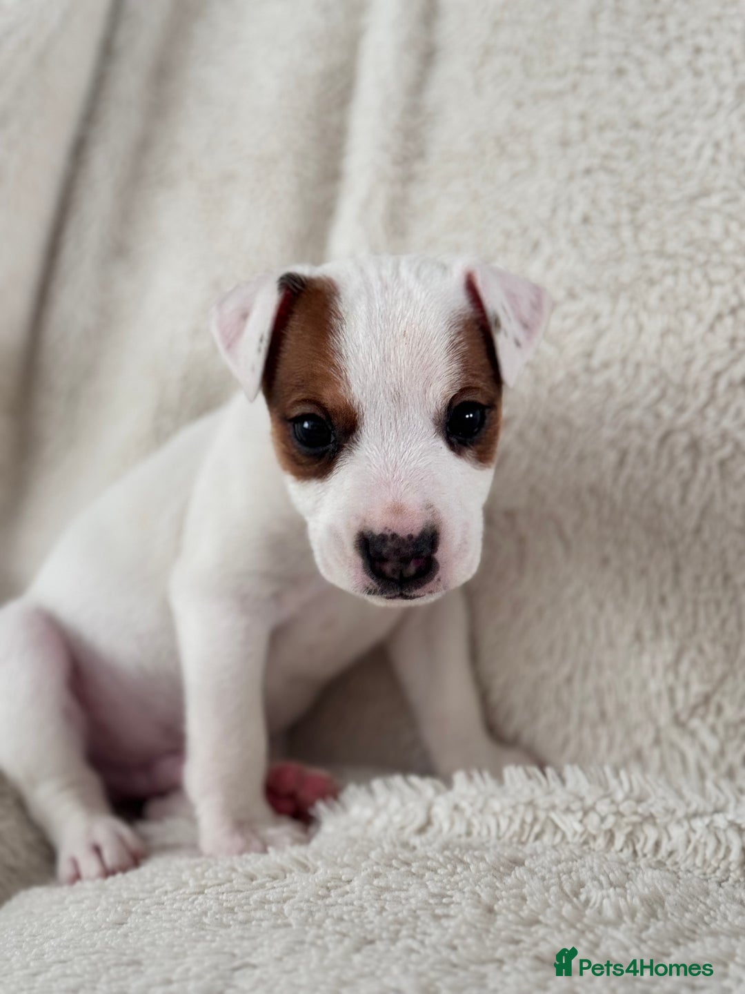 Jack Russell dogs for sale: Smooth coated tan and white jack russels  - Image 10