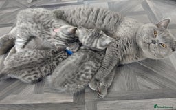 British Shorthair cats for sale: Stunning British Shorthair Kittens For Sale - Image 4