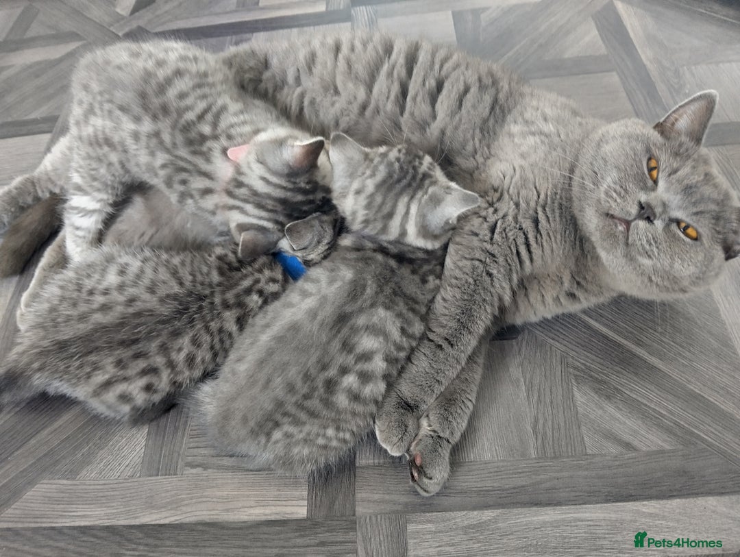 British Shorthair cats for sale: Stunning British Shorthair Kittens For Sale - Image 4