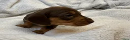 Miniature Dachshund dogs for sale: Miniature Smooth Dacshund  - Advert 11
