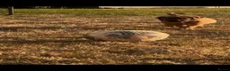Boerboel dogs for sale: South African boerboel - Advert 9