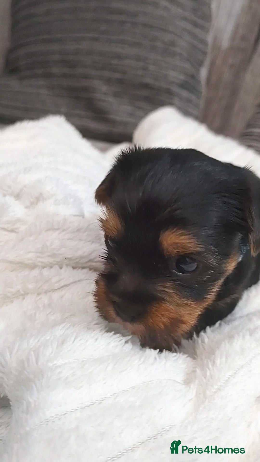 Yorkshire Terrier dogs for sale: Adorable Mini Yorkshire Terrier Puppies - Advert 11