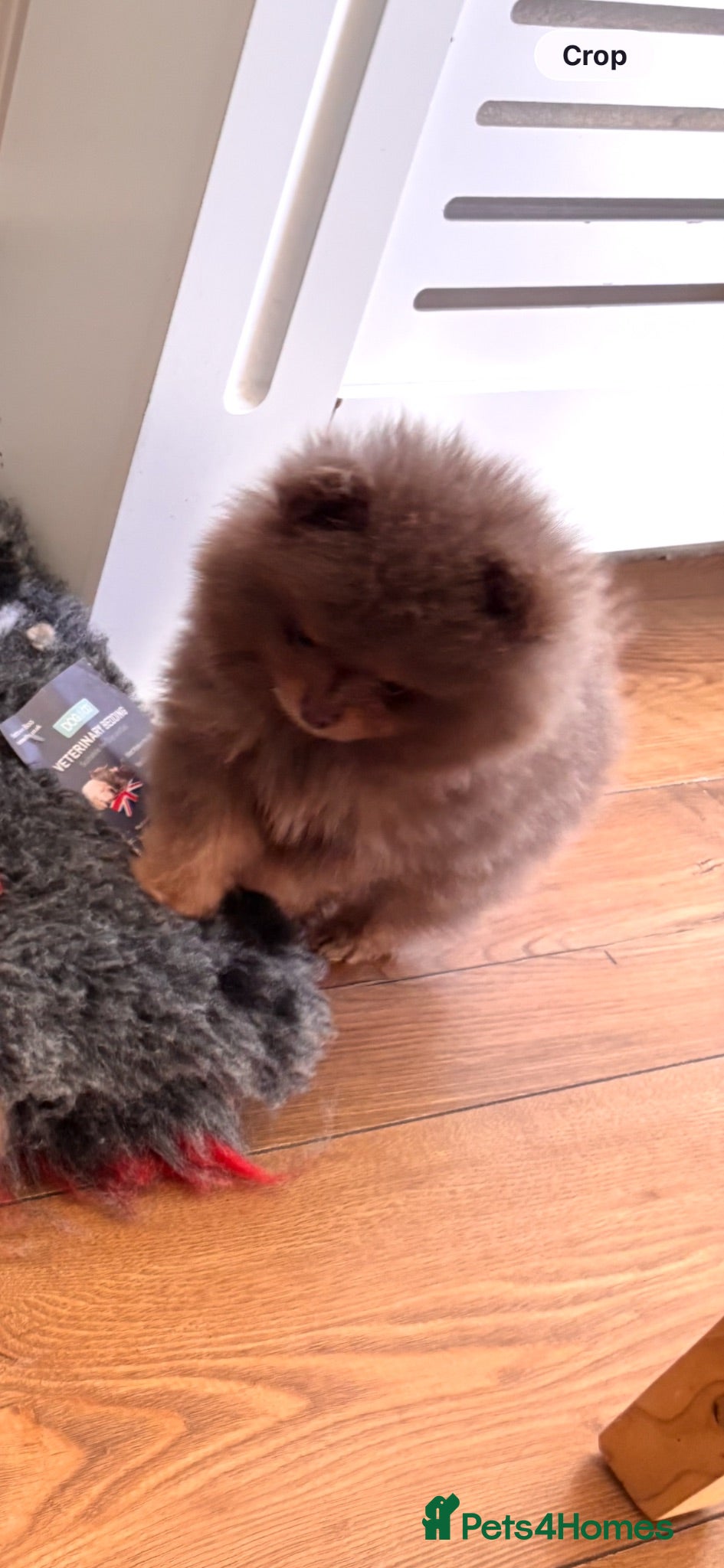 Pomeranian dogs Champion bloodlines Pomeranian  - Advert 2